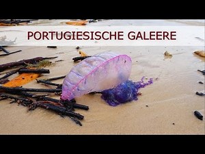 Portuguese man of war - jellyfish stings