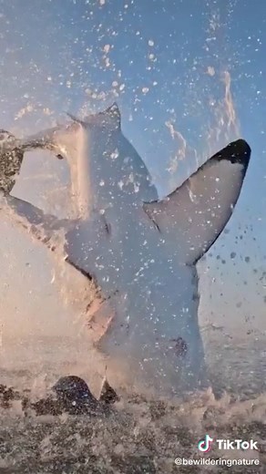 Great White Shark Jumping Out of the Water