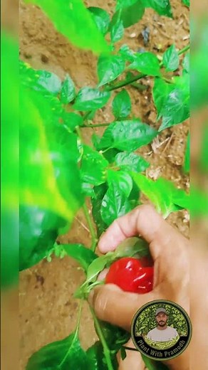 Chili Guide: How to Choose Peppers for Hot Sauce