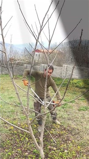Most People Prune Walnut Trees Wrong!