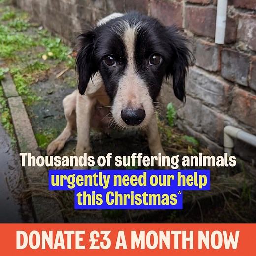 Together, we can rescue more desperate animals from suffering and neglect. You can help save lives, donate £3 a month today. *RSPCA’s cruelty line database Jan 2020 – Dec 2024 | RSPCA (England & Wales)