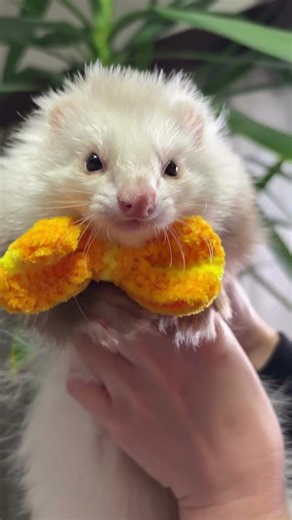 My Ferret Being Absolutely Adorable for 10 Minutes Straight 🦦💖 #ferret #ferretlife #animals #ferrets