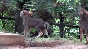 Happy American Red Wolf Week!!! 🥳 What’s a red wolf, you ask? And why is dedicating a week to this species important?? America’s red wolf: the rarest wild animal in the US and the most endangered wolf in our nation and the world. But there’s ✨HOPE✨! Red wolves have the incredible power to shape the landscape in a way that benefits plants, animals, and people. How? Their presence has a domino effect on their surroundings, leading to a balanced ecosystem. Wolves keep prey and game populations in 