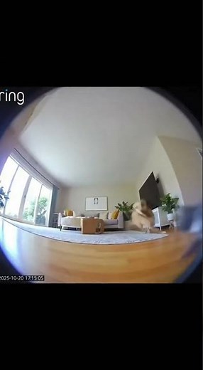 Dog Chases Cat Around Living Room – Hilarious Moment Caught on Ring Camera