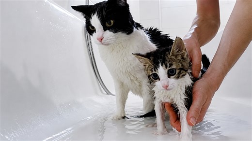 Bathing two cats at once was a terrible idea