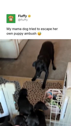 Pubity Pets on Instagram: "@Fluffy posts the best pet content on Instagram daily 🐾 This video shows a mother Labrador dog named Sydney playfully running away from her puppies inside her owner’s home in the UK. The puppies chase after her during an energetic playtime, filling the house with excitement and chaos. The owner filmed the moment to capture the reality of life with a lively litter of Labradors and their playful mama. (🎥: @its.Sydneygirl via ViralHog)"