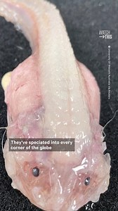 This footage shows the deepest fish ever recorded on camera, in a Japanese trench 8,336 meters (27,349 ft) deep — more than 5 miles deep, in other words. According to Reuters, the video was taken as part of a 10-year research expedition by the University of Western Australia and the Tokyo University of Marine Science and Technology to study the deepest fish in the world. | NowThis Earth