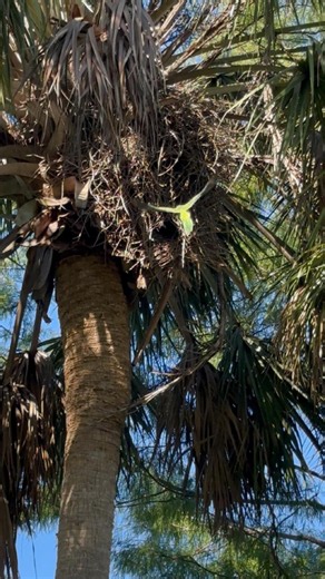 A Little Parakeet Comes Home 🦜🌴