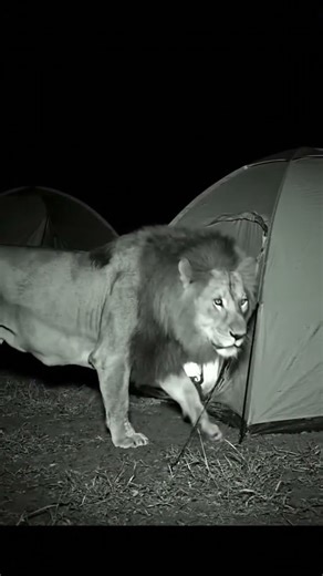 Lion Walks Through Campsite at Night 🦁 | Real CCTV Wildlife Encounter #shorts #viral