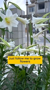 37K views · 481 reactions | Three types of root stimulants that are easy to make at home #gardeningfun #gardening_feature #urbangardening | Daily Garden Life | Facebook