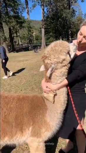 Why do alpacas spit? #alpaca #shorts