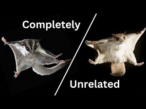 Convergent Evolution: Nature's Epic Copy-Paste