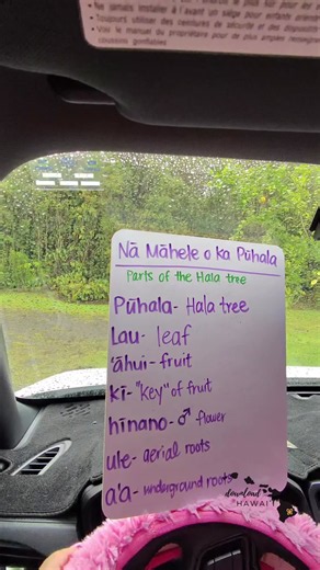 Nā māhele o ka pūhala: Parts of the Hala tree Hala (aka pandanus) is considered a canoe plant and Its long, strong lau (leaves) are traditionally woven into mats, baskets, and so much more… a perfect example of how our kūpuna lived in harmony with the ʻāina. E ola ka ʻōlelo Hawaiʻi! Who else loves learning about our native plants? Drop your favorite hala fact below ⬇️ #olelodownloads #hawaiian