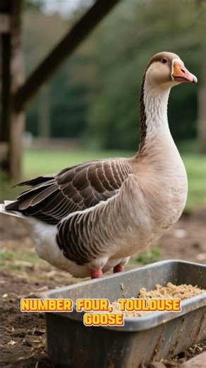5 Common Goose Breeds | Characteristics & Farming Guide 🪿 #veterinaryscience #shorts #shortsfeed