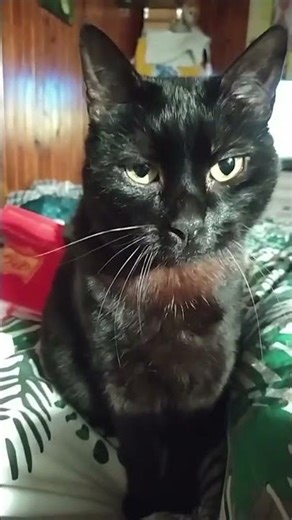 #chatdrole #fantomas fantochat