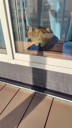 今日も元気にニャルソックしてるみーしょー😆＃ぬこ様＃猫＃可愛い＃にゃんかす＃ぬっこ＃Cat