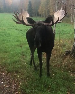 278K views · 10K reactions | Brunsten börjar avta och jag kan möta dessa ståtliga herrar igen | Gårdsjö Älgpark | Facebook