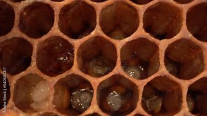 Honey bee larvae in open cells macro, Bee Brood, Honeybee Brood. The Larval and Pupal Reproduction and Development