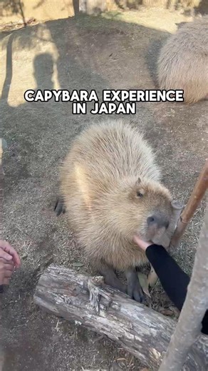 Capybara experience in Japan 🇯🇵