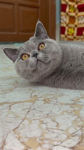 This Cute Kitten Will Melt Your Heart 🥹🐱 | Most Adorable Cat