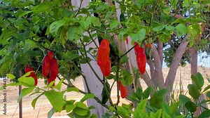 Venezuelan Aji dulce Bell pepper planting in ORGANIC garden. Growing, harvesting sweet CARIBBEAN RED peppers