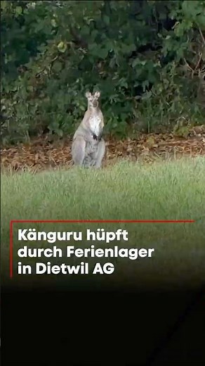 Mysterium im Aargau: Känguru hüpft durch Schweizer Ferienlager! 🦘