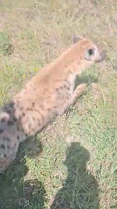 134K views · 348 reactions | Kenya Wildlife Service on Reels | Facebook