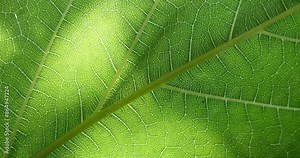 Green leaf texture. Leaf close-up. The sun's rays shine on the green veins of the plant. The world of plants and flora.