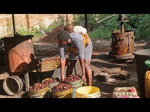 🌴 Live Palm Fruit to Red Oil Extraction | Authentic African Village Process With Local Machines