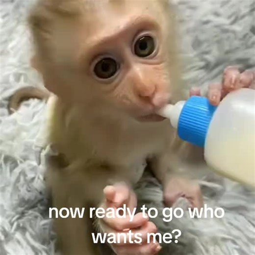 cute baby monkeys for adoption (@babymonkey1248)’s videos with original sound - cute baby monkeys for adoption