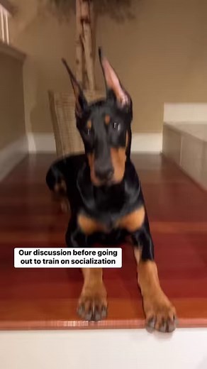 238K views · 10K reactions | Socialization is so hard | Rubydoobydo | Facebook