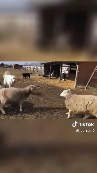 Adorable Dogs Being Cute and Funny on TikTok!