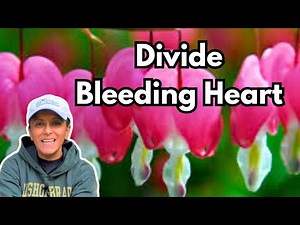 How To Divide Bleeding Heart || Budget Gardening