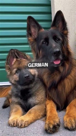 3 Guard Dogs That Will Protect Your Family At All Costs #dogs #protective #shorts