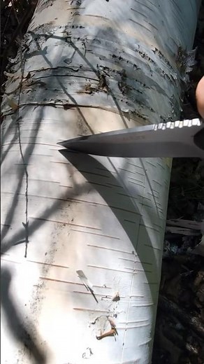 How to make a birch bark basket 🧺 #birchbark #bushcraft #wildskills #survivalcraft #outdoorsy
