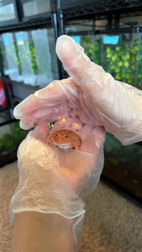 All About Pacman Frogs: Exotic Cute Amphibians