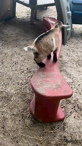 Goat parkour for your feed this morning. Arrow is definitely the older cousin, while Maynard isn’t sure of jumping yet. #babygoats #babygoat #babygoatsarethecutest #parkour #nigeriandwarf #nigeriandwarfgoats #playtime #farmlife | Willow & Fox Homestead