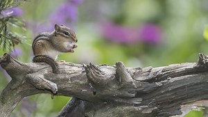 How to Keep Chipmunks Out of Your Garden