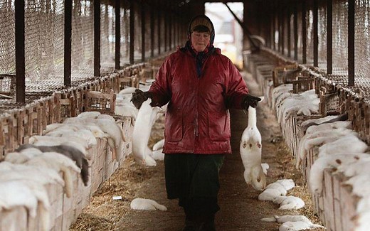 “貂皮大衣”是怎样做成的？镜头拍下制作过程，看完你还想买吗？