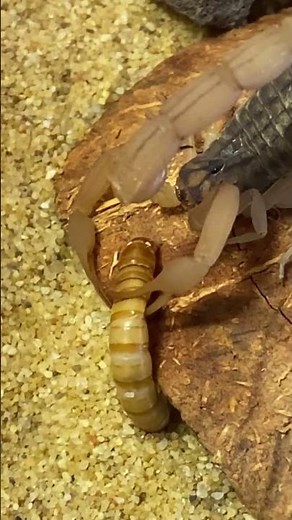 Akrep besleme/Scorpion Feeding Buthus Occitanus