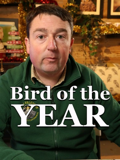 Happy New Year! SMJ Falconry Bird of the Year!! #birdoftheyear #birdsofprey #falcons #falconry #smjfalconry