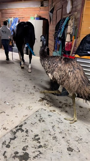 49K views · 1.5K reactions | A glimpse of Versace’s Sunday routine. His favorite part…dumping the poop!  #fyp #love #grateful #horses #viral #funny | Swimmer2Winner | Facebook