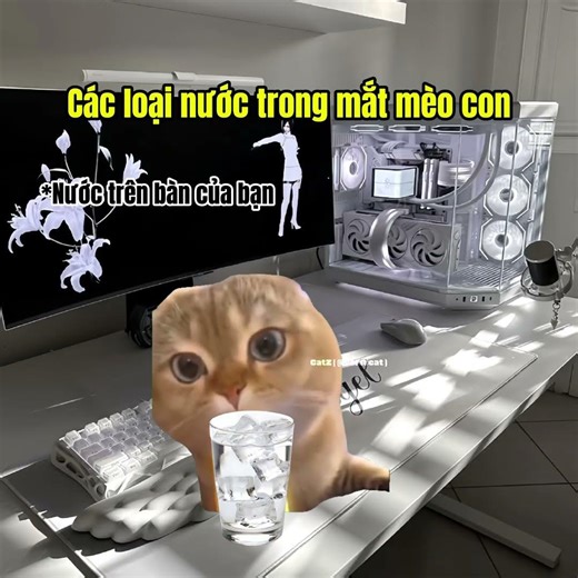 Các loại nước trong mắt mèo con #cat #meme