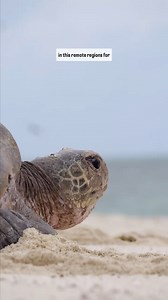 Through aerial surveys, we’re mapping green turtle nesting sites across the northern Great Barrier Reef and Torres Strait, tracking changes and identifying key areas for protection. Find out more on the Reef Authority website. Reef Trust | Great Barrier Reef Marine Park Authority