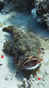 73K views · 2K reactions | Scorpion Fish Yawn! 年 Caught on camera—a rare moment of a scorpion fish yawning! Nature always surprises us under the sea. #ScorpionFish #yawning #RedSeaLife #seacreatures #yawn #reeflife #FollowAndShare #fblifestyle | Red Sea Diving | Facebook