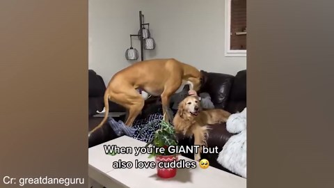 Giant Dog Thinks He’s a Puppy—and It’s So Sweet
