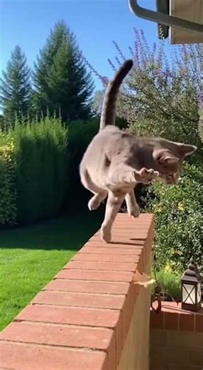 Cat vs. Leaf: The Unexpected Battle
