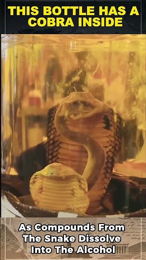 This Bottle Has a COBRA Inside 😳 | Asia’s Most Extreme Alcohol