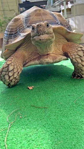 146K views · 16K reactions | Wow! Thank you @mattressfirm for this lovely present! We had to get a bit creative to fit it in her bed but I think Ethel is quite happy with her cozy new mattress! | Ethel the Glamour Tort | Facebook