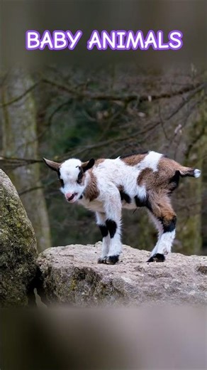 Young Life: Adorable Baby Animals | Short | Animals and Nature in 4K